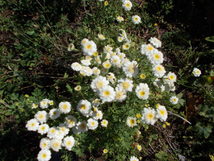 plants-that-repel-bugs